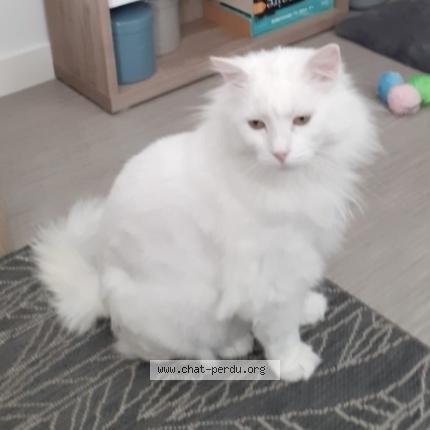 Photo 1/1 Macha Chat perdu à Lys lez lannoy