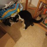 Photo de chat trouvé à Nantes