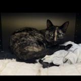 Photo de chat perdu à Rousset