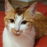 Photo de chat perdu à Bauge En Anjou