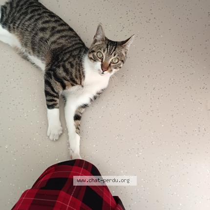 Photo 3/3 Chat trouvé Trouvé à Montreuil