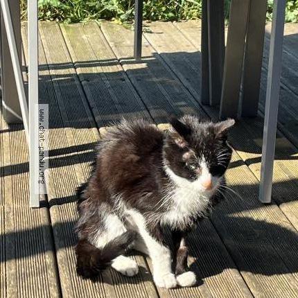 Photo 1/2 Chat retrouvé Trouvé à Gertwiller