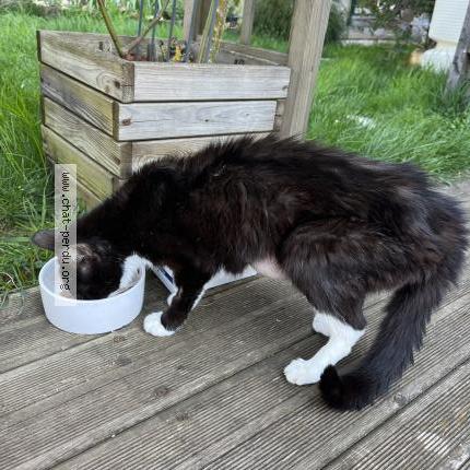 Photo 2/2 Chat retrouvé Trouvé à Gertwiller