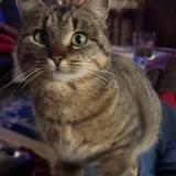 Photo de chat perdu à Rodange