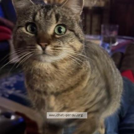 Photo 1/1 Tigger Chat perdu à Rodange