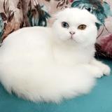 Photo de chat perdu à Bezons