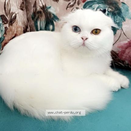 Photo 1/1 Mimi Chat perdu à Bezons