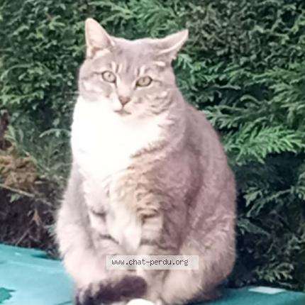 Photo 1/1 Chat retrouvé Perdu à Mesnil Panneville
