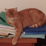 Photo de chat perdu à Neris Les Bains