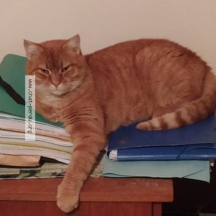 Photo 1/1 Raoul Chat perdu à Neris les bains