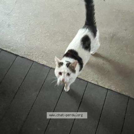 Photo 1/1 Chat trouvé Trouvé à Saint clet