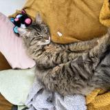 Photo de chat perdu à Puy Leveque