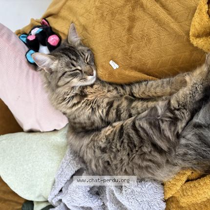 Photo 1/1 Moshi Chat perdu à Puy leveque