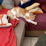 Photo de chat perdu à Sigean