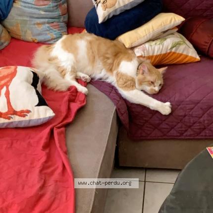 Photo 1/1 Tigrou Chat perdu à Sigean