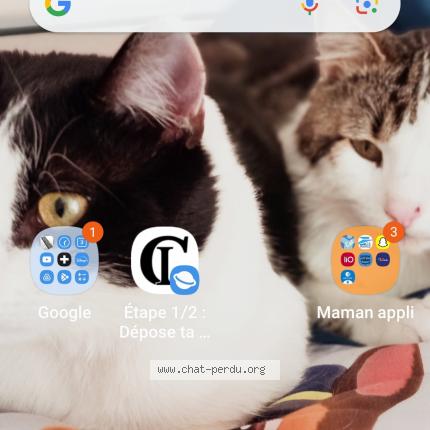 Photo 1/1 Pistache Chat perdu à Cauterets