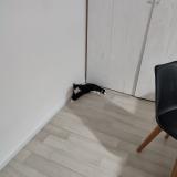 Photo de chat perdu à Bonne