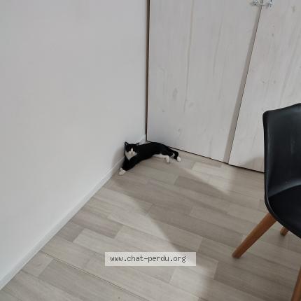 Photo 1/1 Nayo Chat perdu à Bonne