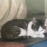 Photo de chat perdu à Pessac