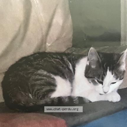 Photo 1/1 AXEL Chat perdu à Pessac