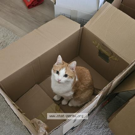 Photo 1/1 Chat retrouvé Perdu à Meylan