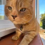 Photo de chat perdu à Leboulin