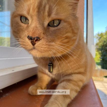 Photo 1/1 Tigrou Chat perdu à Leboulin