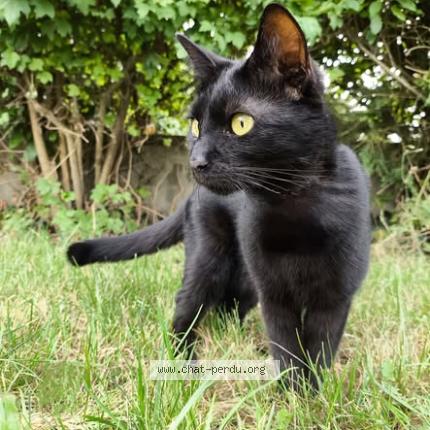 Photo de chat perdu à Appenwihr