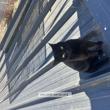 Photo 1/1 Chat trouvé Trouvé à Binic