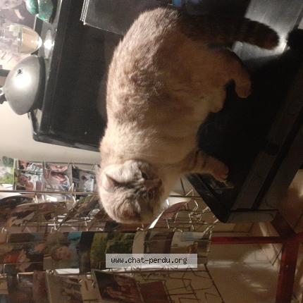 Photo 1/1 Chat retrouvé Trouvé à Lourmais