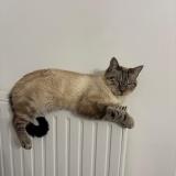 Photo de chat perdu à Albi