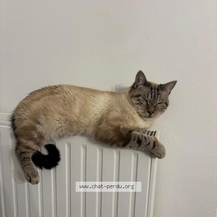 Photo 1/1 Orion Chat perdu à Albi