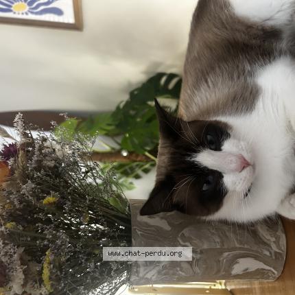 Photo 1/1 Léo Chat perdu à Clapiers