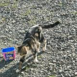 Photo de chat trouvé à La Chapelle Saint Aubert