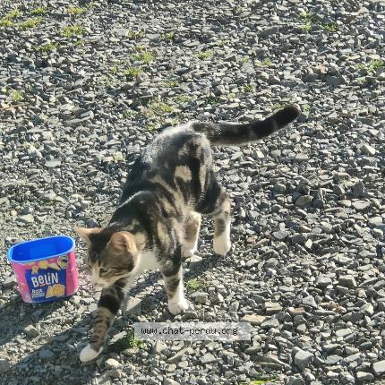 Photo 1/1 Chat trouvé Trouvé à La chapelle saint aubert