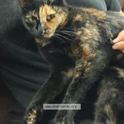 Photo 1/1 Tinky Chat perdu à Villemade