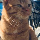 Photo de chat perdu à Chaffois