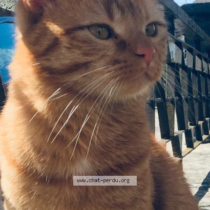 Photo 1/1 Cali Chat perdu à Chaffois