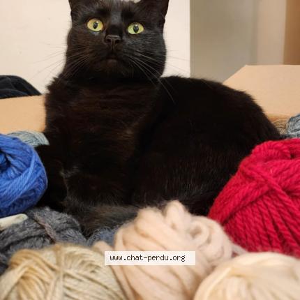 Photo 1/1 Minuit Chat perdu à Agen