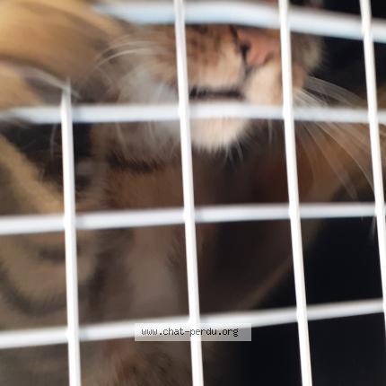 Photo 1/1 Chat trouvé Trouvé à Clavoillon