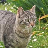 Photo de chat perdu à Courances