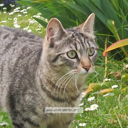 Photo 1/1 Batou Chat perdu à Courances