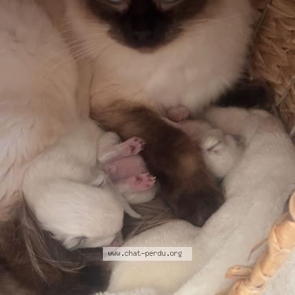 Photo 1/1 Thal Chat perdu à Lorgues