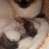 Photo de chat perdu à Lorgues