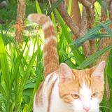 Photo de chat perdu à Antibes