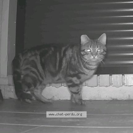 Photo 1/1 Chat trouvé Trouvé à Quincy voisins