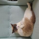 Photo de chat perdu à Gaillac