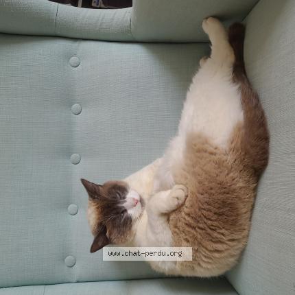 Photo 1/1 Câline Chat perdu à Gaillac