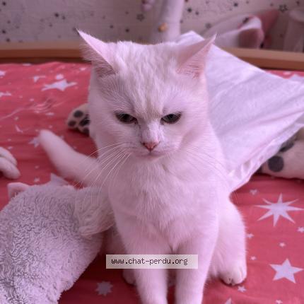 Photo 1/1 Chat trouvé Trouvé à Ostend