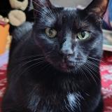 Photo de chat perdu à Saint Hippolyte